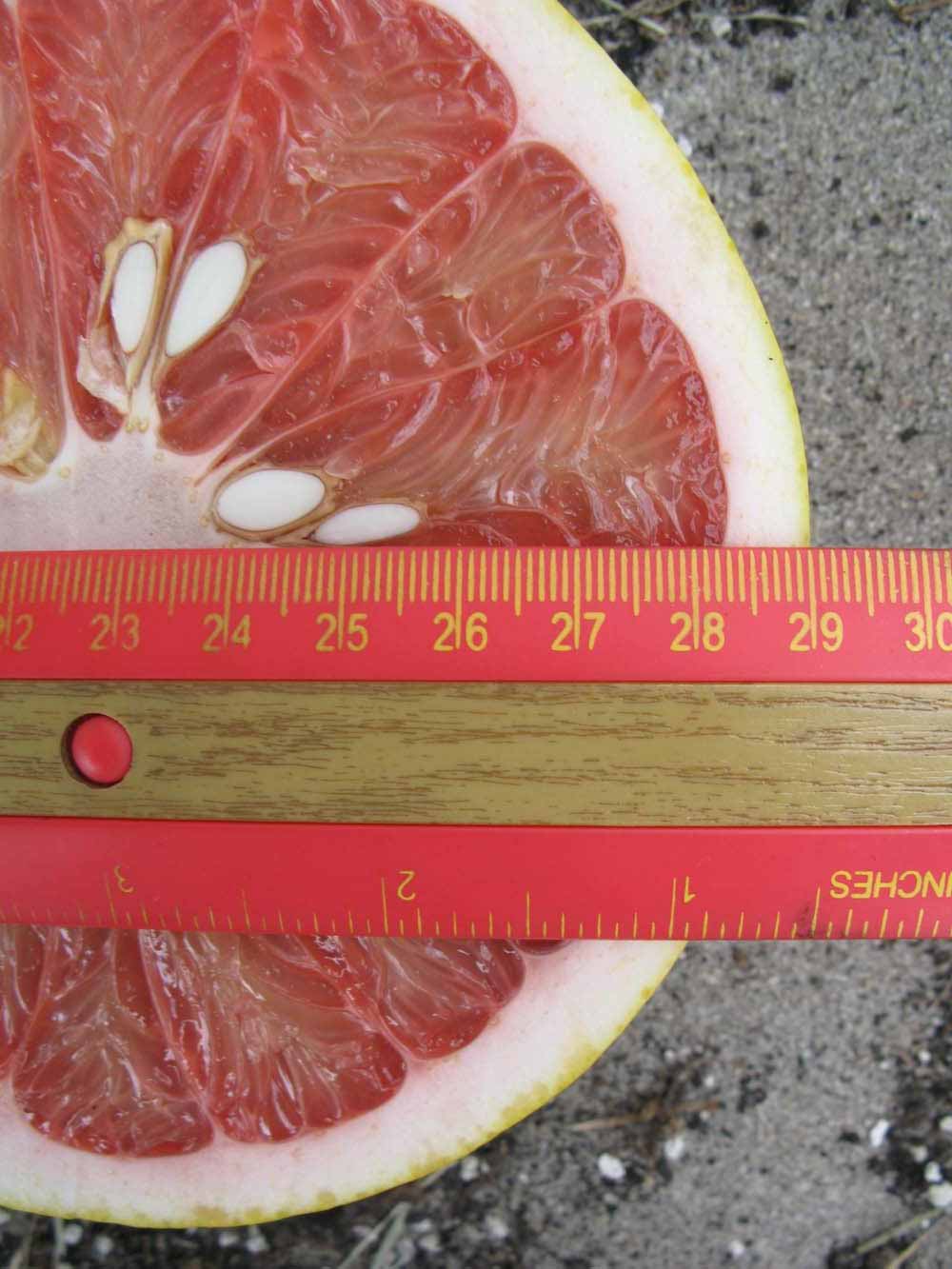            Fruit cross-section (Winter Haven, FL)   